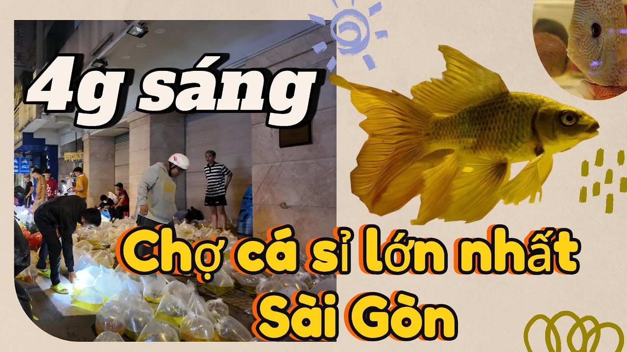 4 giờ sáng tại chợ cá sỉ lớn nhất Sài Gòn#luuxuantin #aquarium #guppy #calocvayrong#chocaluuxuantin