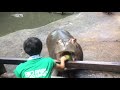 カバのスイカまるごとタイム