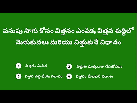 02 పసుపు సాగు కోసం విత్తనం ఎంపిక, విత్తన శుద్ధిలో మెళుకువలు మరియు విత్తుకునే విధానం