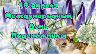 Международный День Подснежника ✨International Snowdrop Day🎶Очень красивый музыкальный клип