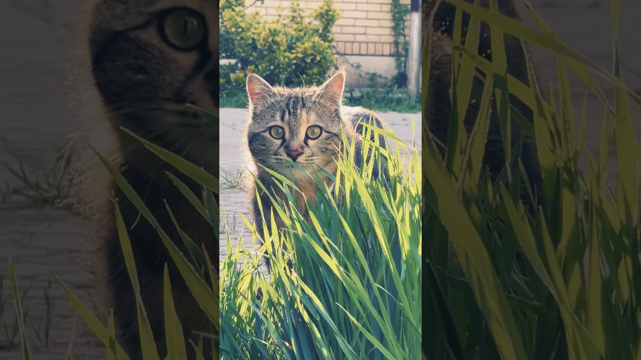 Curiosity Paws: The Whiskered Explorer