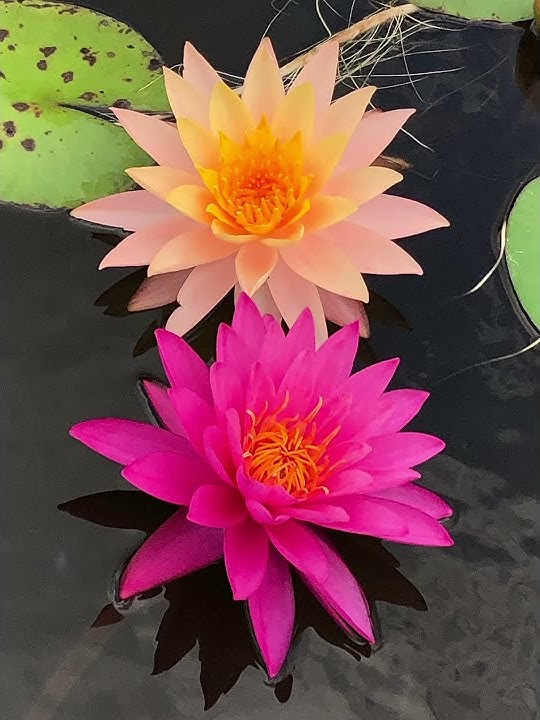 Night Blooming Waterlilies - Bergen Water Gardens, Lotus Paradise