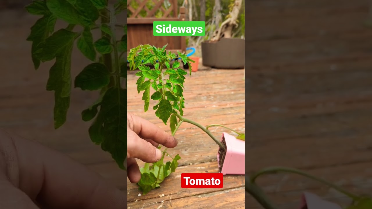 tomato experiment 