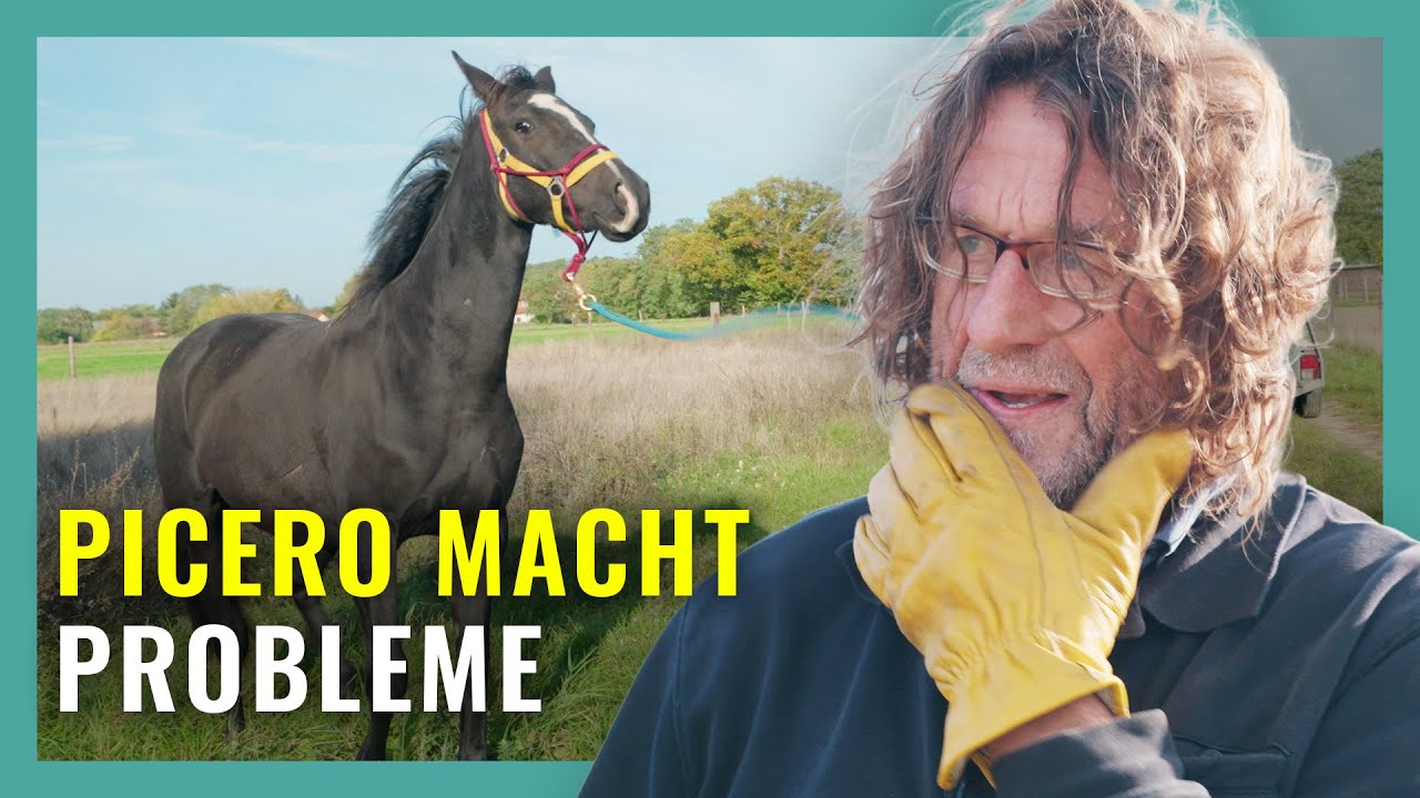 Problempferd Picero - Wird er seinem Ruf gerecht?