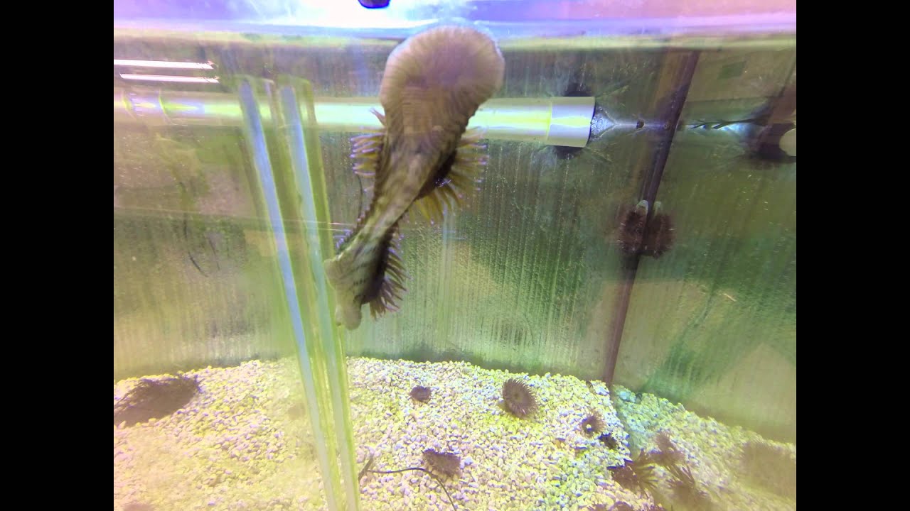 Weis Lab - Anthopleura Division Timelapse 4K - Oregon State University