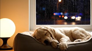 Dog Calming Music for Dogs 🎵🎵 Dog Sleep Music 🐶 Separation Anxiety Relief Music ⭐⭐