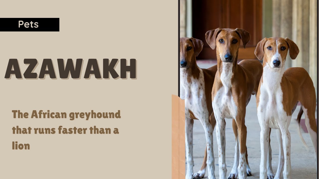 Azawakh the African greyhound that runs faster than a lion YouTube