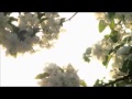 raske bhare tore nain Whatsapp Status Video Download Free