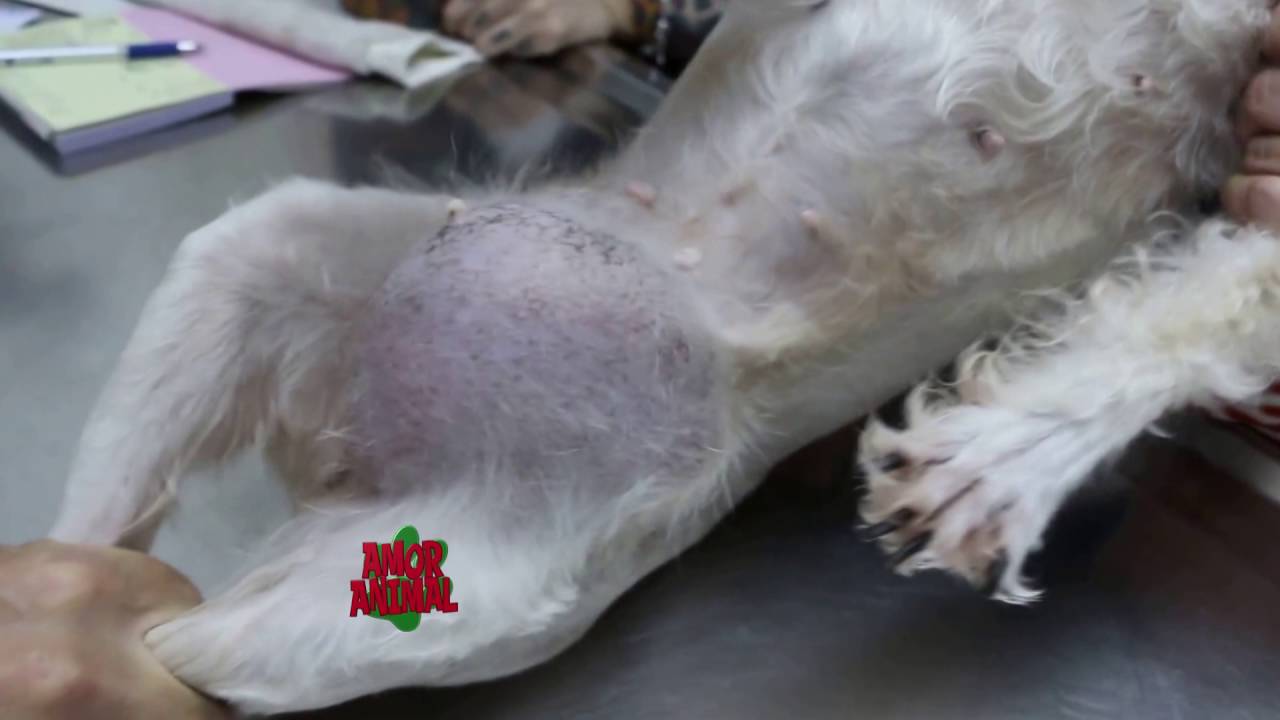 Cuanto cuesta una operacion de hernia umbilical en perros
