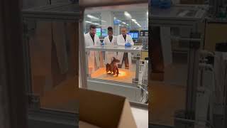 Investigan una cria de dragon en un laboratorio