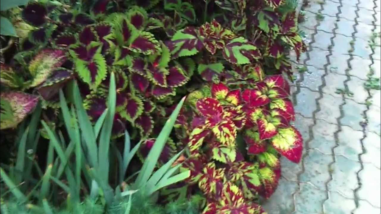 99) Одноклассники Shade plants, Butterfly garden plants, Outdoor gardens