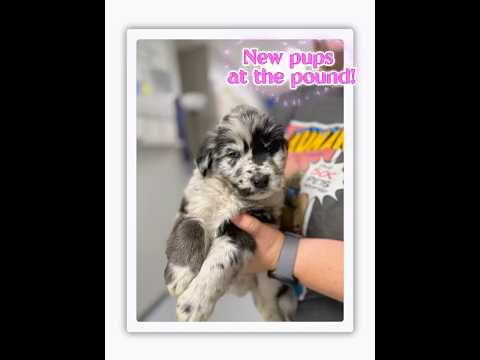 What In The Herding Dog DNA Tornado Is THIS 