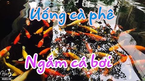 Việt Nam | Cà Phê cá Koi | Phan Rí Cửa | Wiew đẹp để check in | Sơn Lang Thang