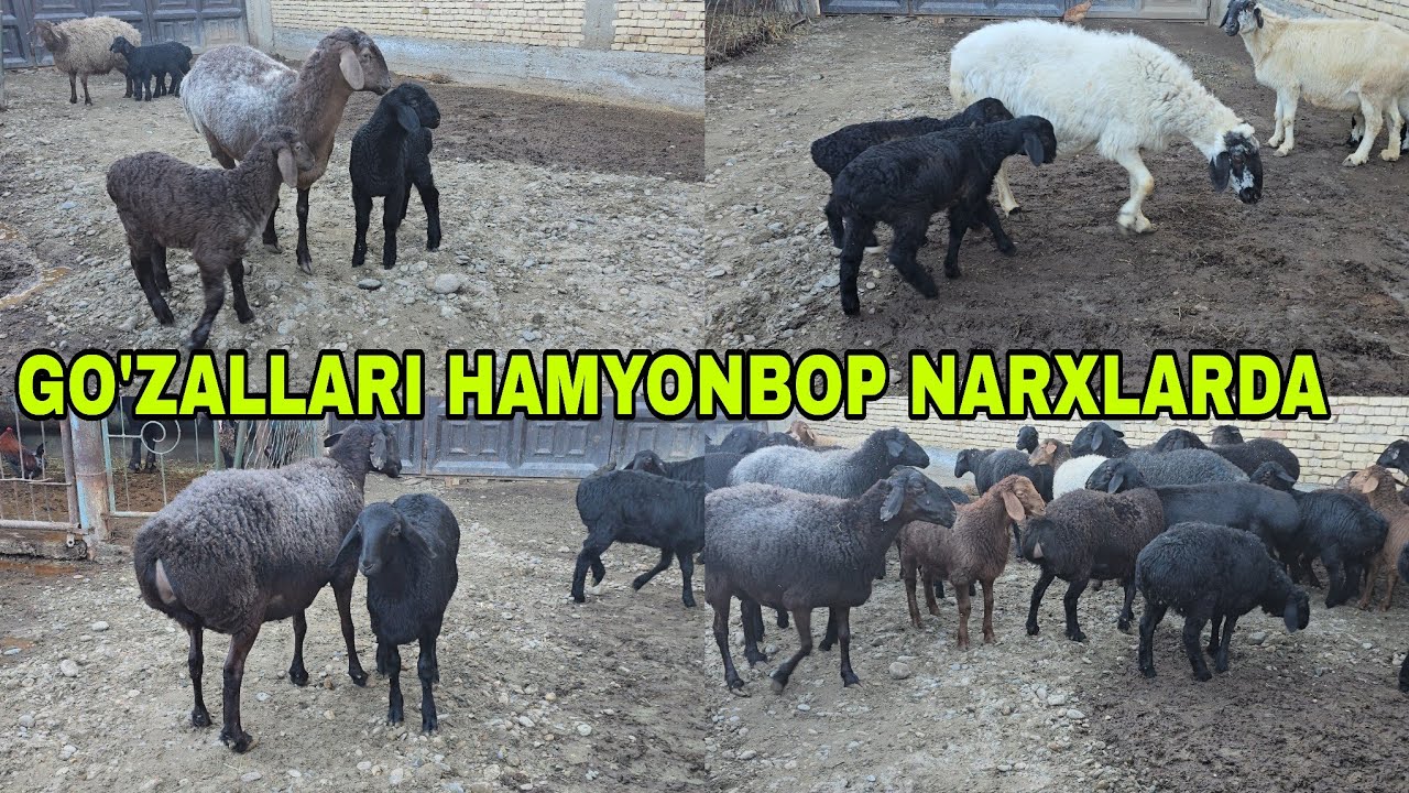 Ortiqjon ukamizdan yangisi egizchilar va hisori qo'ylar 10 марта 2026 г.