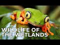 World of the Wild | Episode 8: The Wetlands | Free Documentary Nature