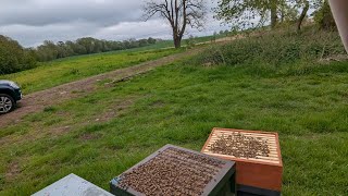 May 4th Checking Queens and Splits beekeeping