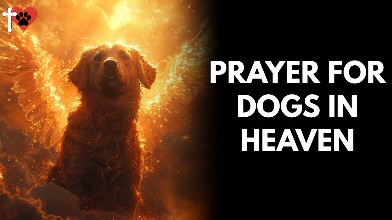 Prayer for the Soul of a Dog Who Has Passed Away   God’s Eternal Care – prayer for dog