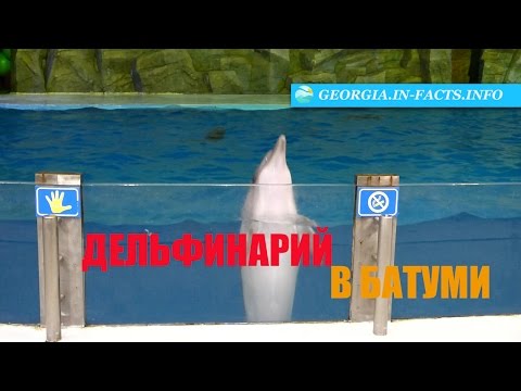 Дельфинарий в Батуми: шоу и наш впечатления
