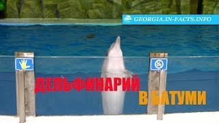 Дельфинарий в Батуми: шоу и наш впечатления
