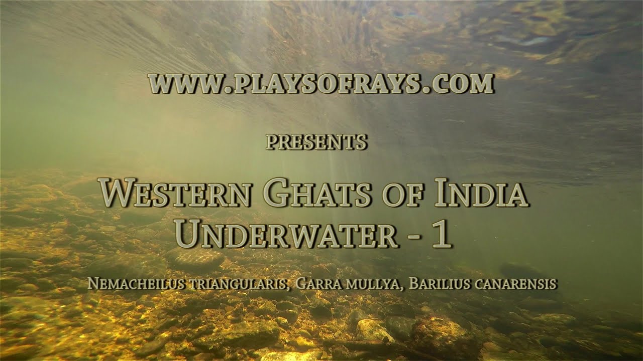 Western Ghats Underwater - 1 Nemacheilus stigmofasciatus, Nemacheilus triangularis