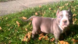 Tubaso Gottiline203 Lil Mimi At 12 Week Old