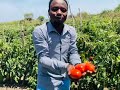 Tomato tanzanite f1the best in tanzania