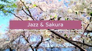 Relax to jazz music and cherry blossoms in bloom