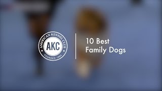 10 Best Family dogs