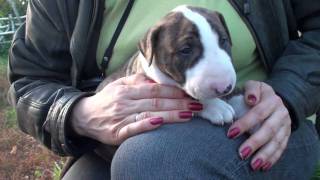 Puppy Bull Terrier Carlotta Van Der Alten Veste & Amstirella Cоsmik Star Over Javarke P3