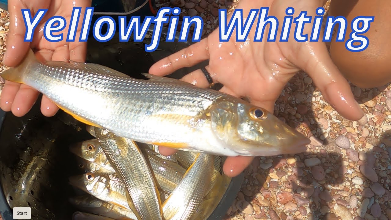 Chasing Yellowfin Whiting with a Cast Net. One of the greatest eating fish. Catch & Cook.