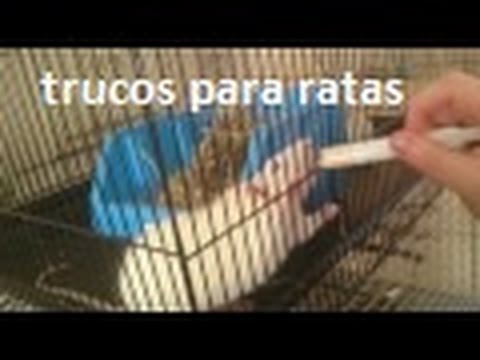 Video: Cómo Entrenar Ratas