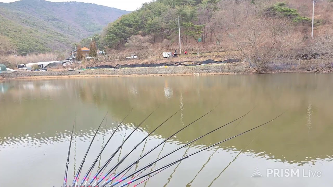 팔 빠지게 낚았습니다 #붕어낚시