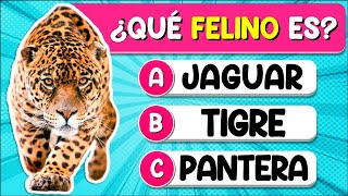 ✅Test Sobre "FELINOS"🐱🦁🐯| ¿Cuánto Sabes Sobre "FELINOS"? Test/Trivial/Quiz screenshot 5