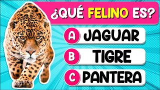 ✅Test Sobre &quot;FELINOS&quot;🐱🦁🐯| ¿Cuánto Sabes Sobre &quot;FELINOS&quot;? Test/Trivial/Quiz