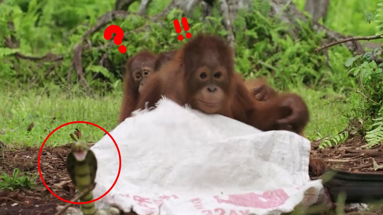 Orangutans Learn About Snakes YouTube