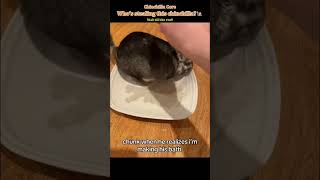 Just a cute little fluff ball😍#chinchilla#funnyanimals#core#pets