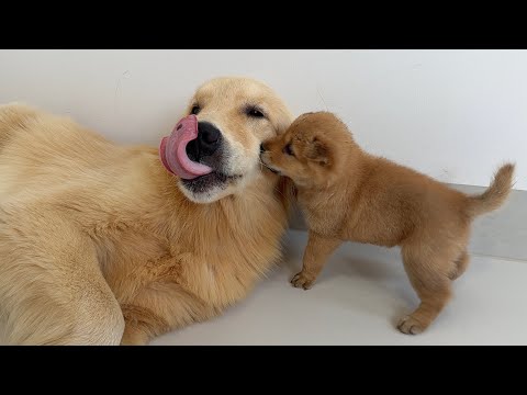 How does the Golden Retriever react when the puppy teases it? The Golden Retriever is too tolerant.