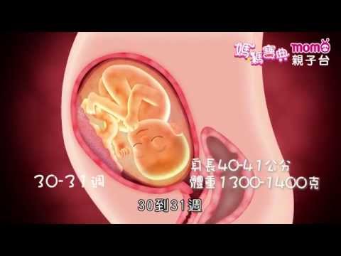 孕期發展篇 ▶ 3【第三孕期｜28~40週 胎兒發展 動畫】媽媽寶典S1｜嬰兒成長狀況｜寶寶長大過程｜懷孕婦女身體照護｜新手爸媽育兒好幫手｜電視節目【親子台｜官方HD｜精華版】momokids