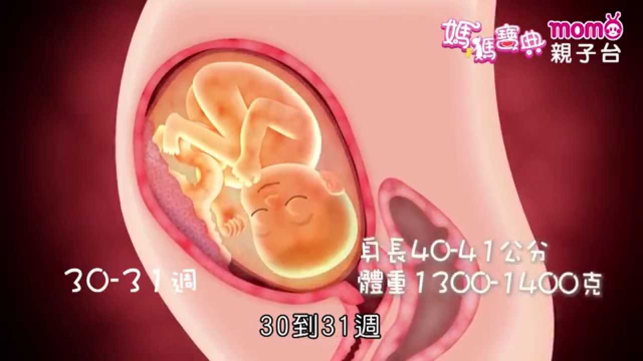 孕期發展篇3 媽媽寶典s1 第三孕期 28 40週胎兒發展 動畫 Momo親子台 Momokids Youtube