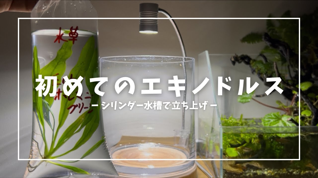Do aqua シリンダー水槽 アクアリウム】初めてのエキノドルス！シリンダー水槽で立ち上げ