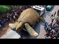 Biggest Turtles Ever Discovered