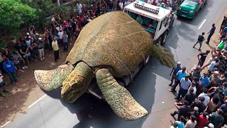 Biggest Turtles Ever Discovered