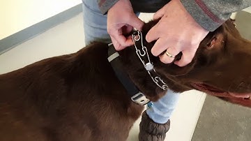 How to put on and fit a Quick Release pinch collar