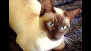 Tonkinese cat