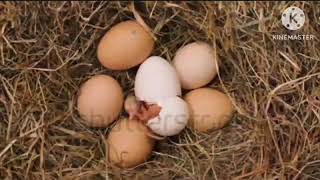 Parody Spring Reunion