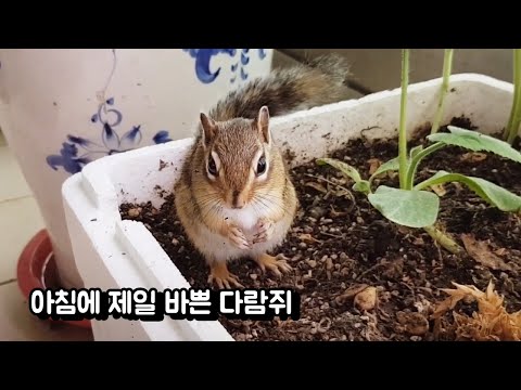 아침에 제일 바쁜 다람쥐
