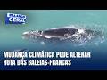Baleias-francas chegam mais cedo ao litoral de Santa Catarina