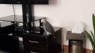 Fandok Is One Of The Smartest And Funniest Parrots In The World.