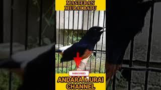 Nature Therapy with Bird Sounds 🌿 #shorts #relax #calm