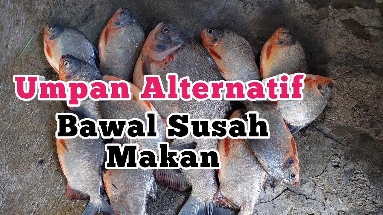 3 Umpan Alternatif BAWAL mogok makan